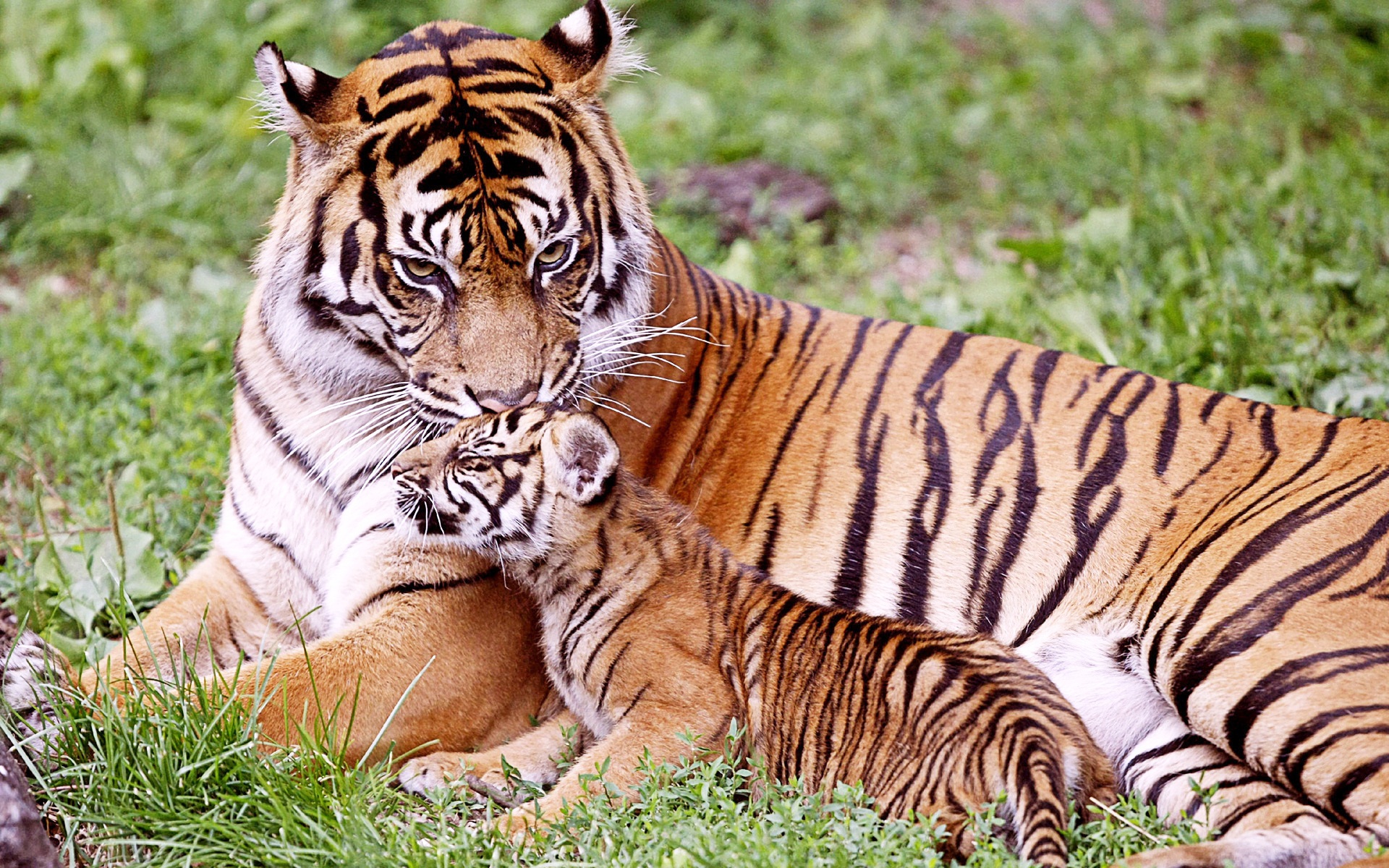 Tiger & Baby Tiger660855703 - Tiger & Baby Tiger - Tiger, Baby